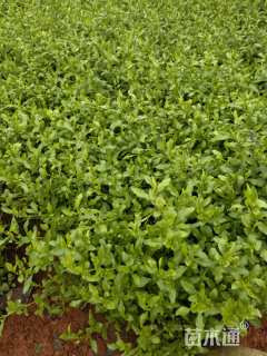 高度30厘米蓝雪花