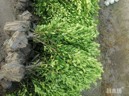 冠幅20厘米瓜子黄杨球