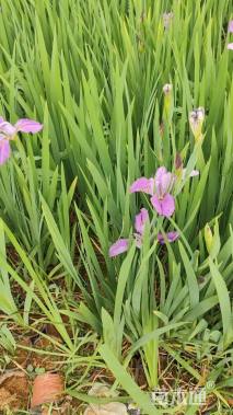 高度40厘米水生鸢尾