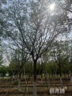 15公分国槐