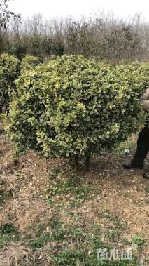 冠幅100厘米金边黄杨球