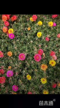 高度45厘米太阳花