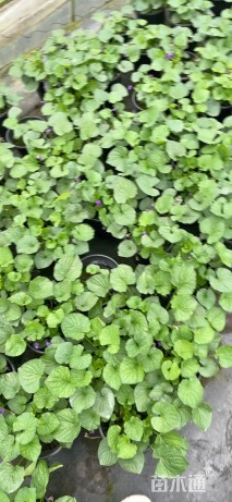 高度20厘米兰花