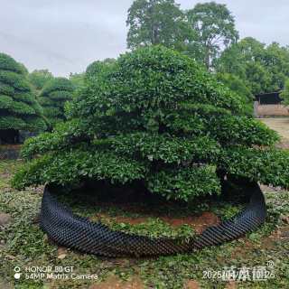 30公分造型金弹子