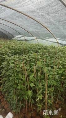 高度80厘米五爪金龙