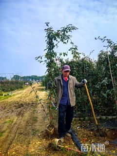 180厘米藤本月季