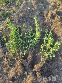 高度80厘米大叶黄杨