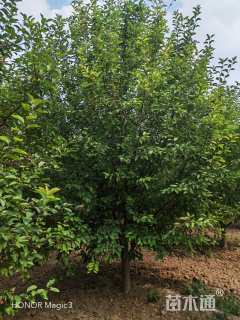 13公分绚丽海棠