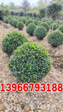 高度120厘米大叶黄杨