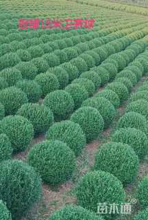 冠幅150厘米卫矛球