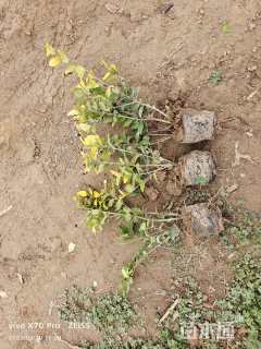 高度50厘米金森女贞