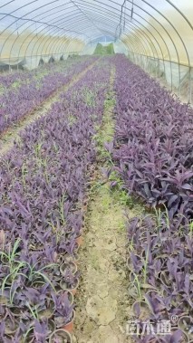 高度15厘米鸭舌草