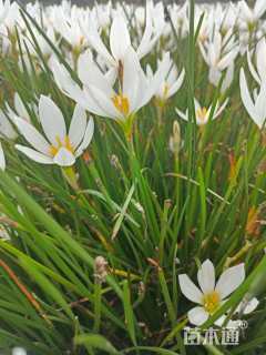 高度17厘米葱兰