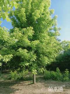 14公分金叶复叶槭