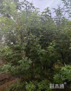 高度200厘米穗花牡荆