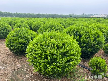 冠幅150厘米小叶黄杨球