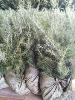 高度400厘米雪松