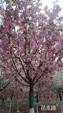 8公分红粉佳人樱