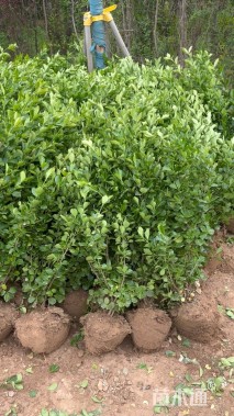 冠幅50厘米卫矛球