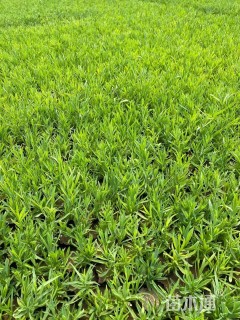 高度8厘米五彩石竹