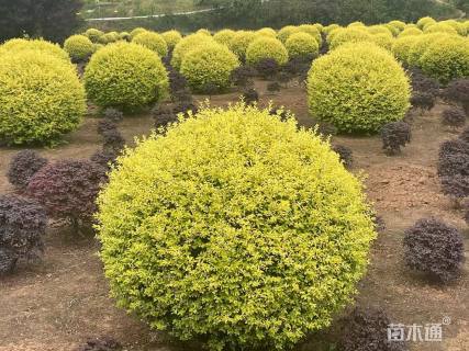 冠幅120厘米金禾女贞球