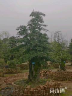 70公分造型金弹子