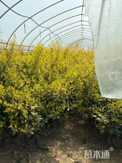 高度35厘米黄金枸骨