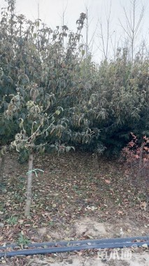 高度200厘米中华木绣球