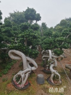 造型小叶榕