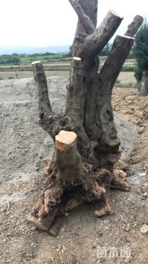 移栽苗造型对节白蜡