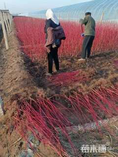 高度40厘米红瑞木