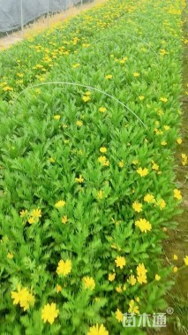 高度20厘米黄金菊