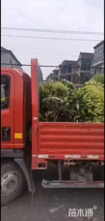 冠幅100厘米金森女贞球