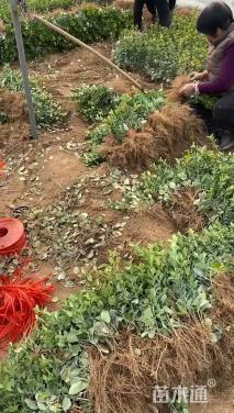 高度40厘米卫矛