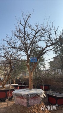 高度300厘米石榴