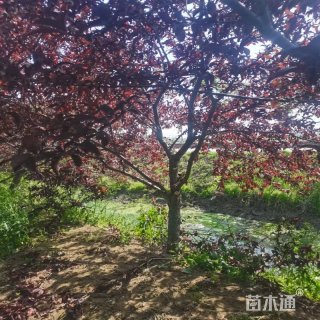 10公分紫叶碧桃