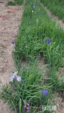 高度5厘米花菖蒲