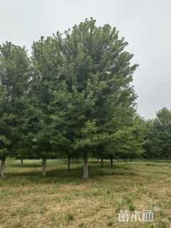 30公分美国红枫