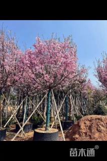 10公分广州樱花