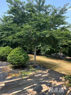 14公分染井吉野樱