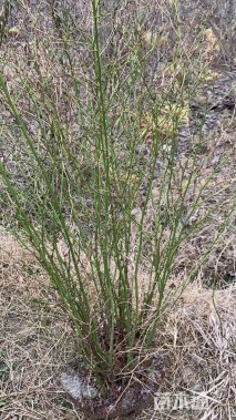 高度120厘米棣棠