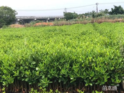高度60厘米秋茄