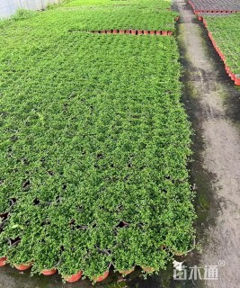 高度10厘米翠云草