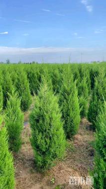 高度150厘米蜀桧