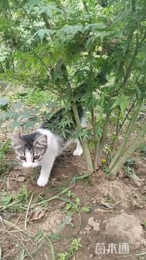 高度300厘米丛生鸡爪槭