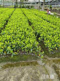 高度35厘米大叶栀子