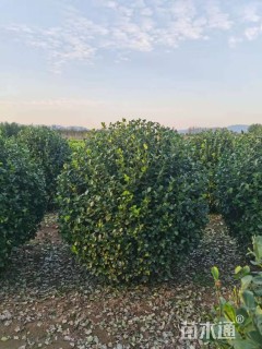 冠幅120厘米卫矛球