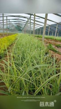 高度60厘米花叶芒