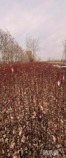 高度150厘米红瑞木