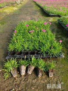 高度20厘米欧石竹